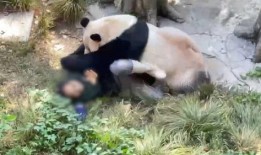 熊猫饲养员最新爆料视频,饲养员最新爆料视频曝光