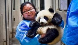 熊猫饲养员最新爆料视频,饲养员最新爆料视频曝光