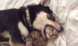 狗狗大家庭爆料视频,揭秘萌宠们的欢乐日常