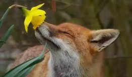 动物小花爆料视频下载,动物世界幕后爆料视频大揭秘