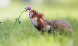 动物小花爆料视频下载,动物世界幕后爆料视频大揭秘