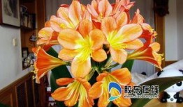 爆料君子兰的新段子视频,笑翻花市，花语新解