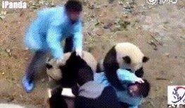 熊猫饲养员最新爆料视频,饲养员最新爆料视频曝光