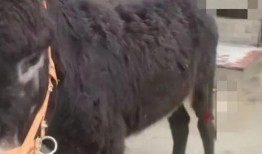 爆料大驴的视频大全集在线观看,揭秘网络爆红现象背后的故事