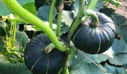 小网红吃瓜视频在线观看