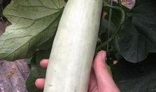 各网红吃瓜网站,揭秘娱乐圈最新热点事件