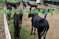 爆料大驴的视频大全集在线观看,揭秘网络爆红现象背后的故事