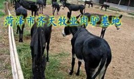 爆料大驴的视频大全集在线观看,揭秘网络爆红现象背后的故事