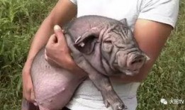 奇猪视频在线观看,畅游网络，尽享欢乐时光