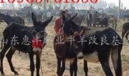 爆料大驴的视频大全集在线观看,揭秘网络爆红现象背后的故事