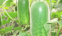 免费吃瓜链接罗阿薇,一场网络狂欢的背后