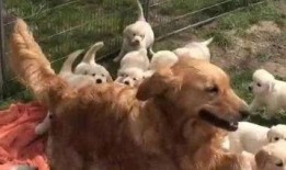 狗狗大家庭爆料视频,揭秘萌宠们的欢乐日常