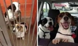 狗狗大家庭爆料视频,揭秘萌宠们的欢乐日常